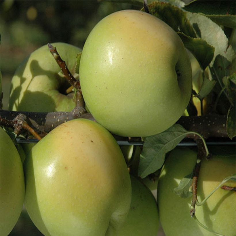Tarhaomenapuu Golden Delicious (Sadonkorjuu)