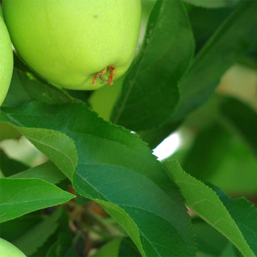 Tarhaomenapuu Granny Smith (Lehvistö)