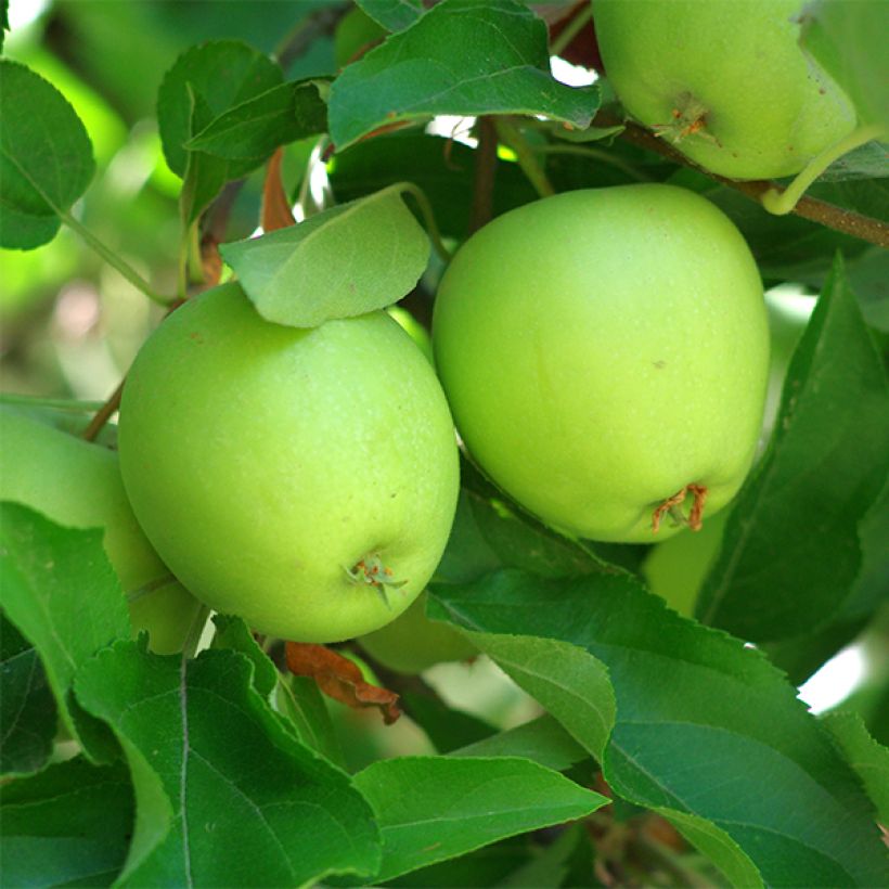 Tarhaomenapuu Granny Smith (Sadonkorjuu)