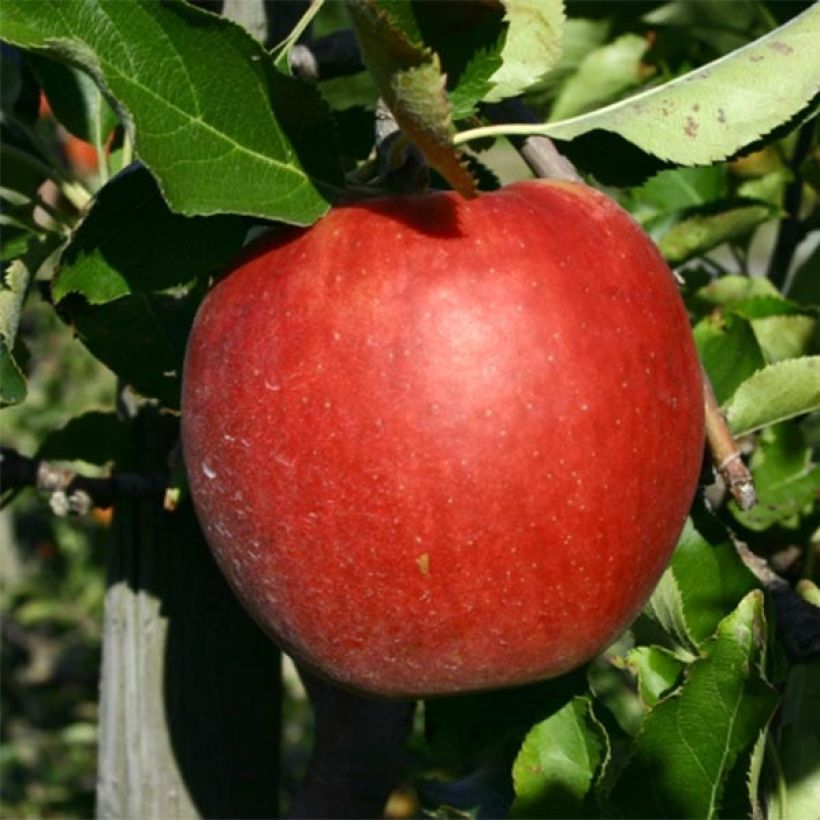 Tarhaomenapuu Jonagold (Sadonkorjuu)