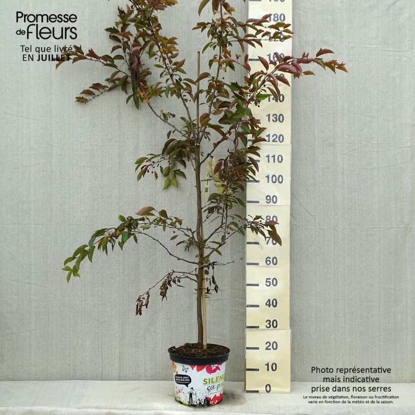 Esimerkki kesällä toimitetusta Koristeomenapuu Diable Rouge Pot de 7,5L/10L-taimesta