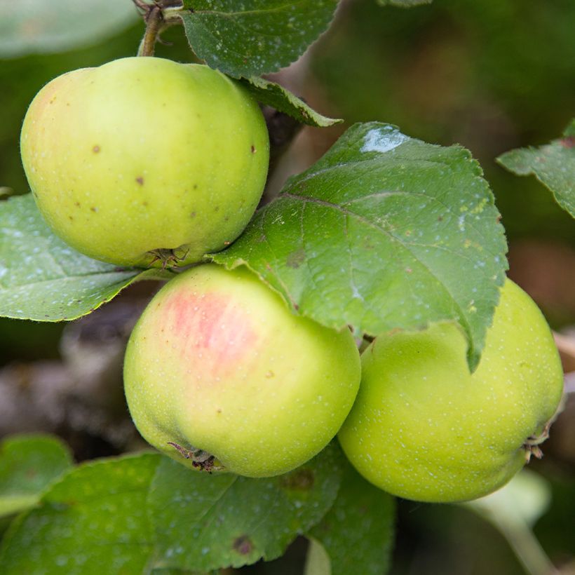 Tarhaomenapuu Reinette d'Anjou luomu (Sadonkorjuu)
