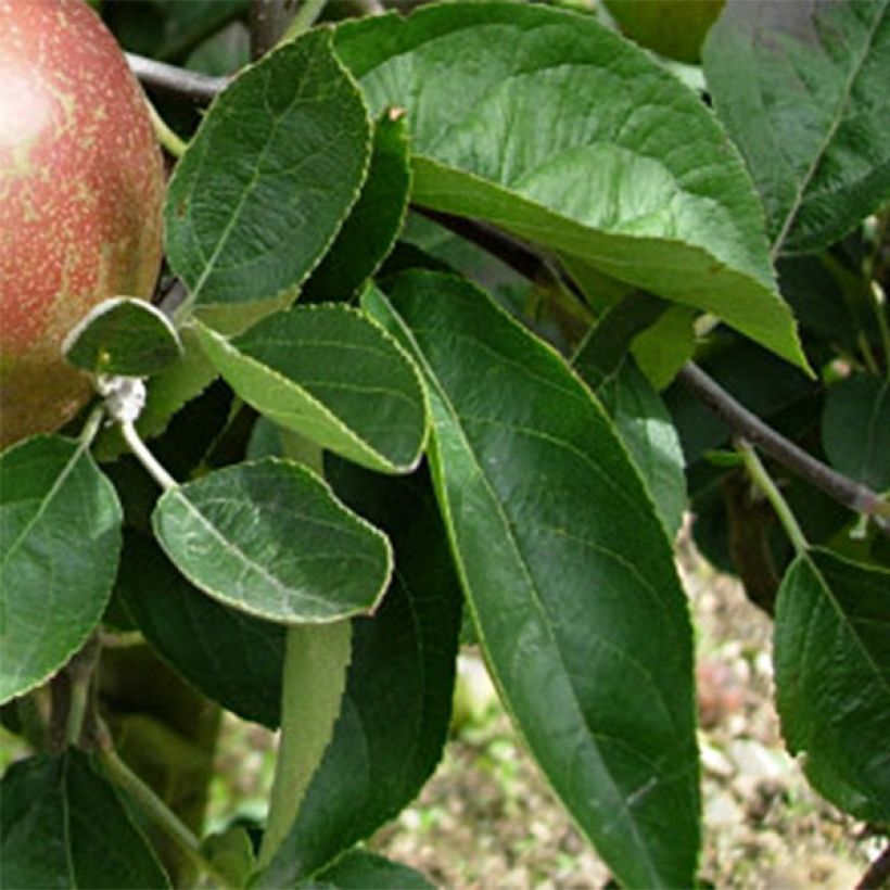 Tarhaomenapuu Reinette d'Armorique (Lehvistö)