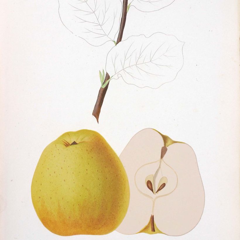 Tarhaomenapuu Reinette de Brive luomu (Sadonkorjuu)