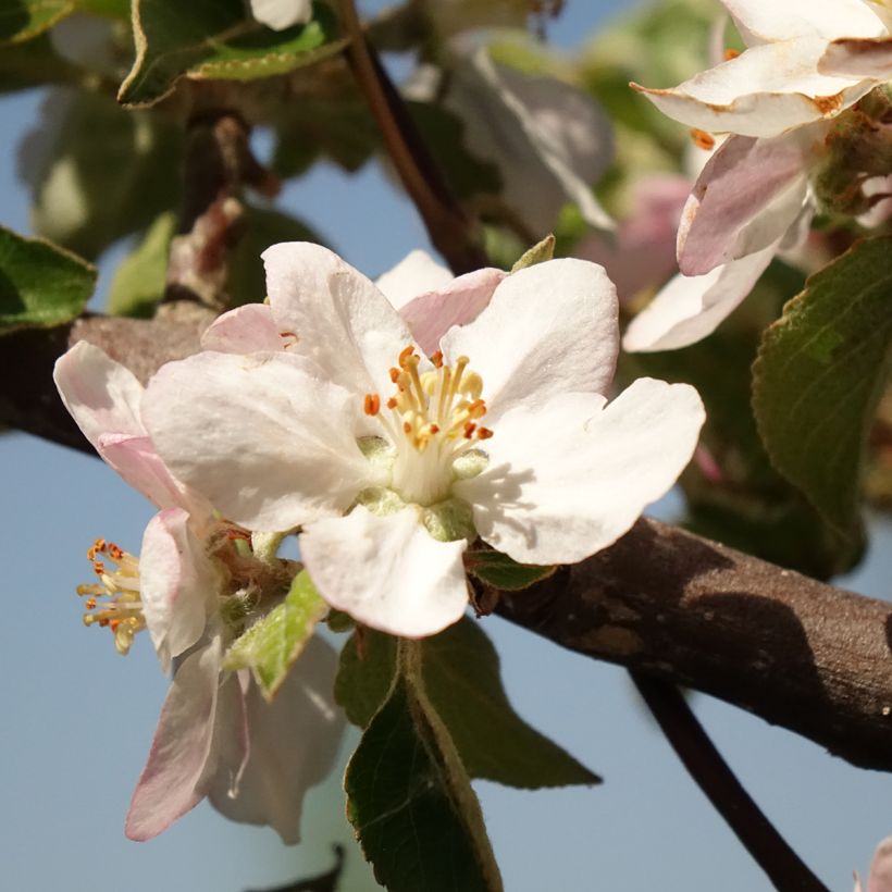 Tarhaomenapuu Reinette grise du Canada (Kukinta)