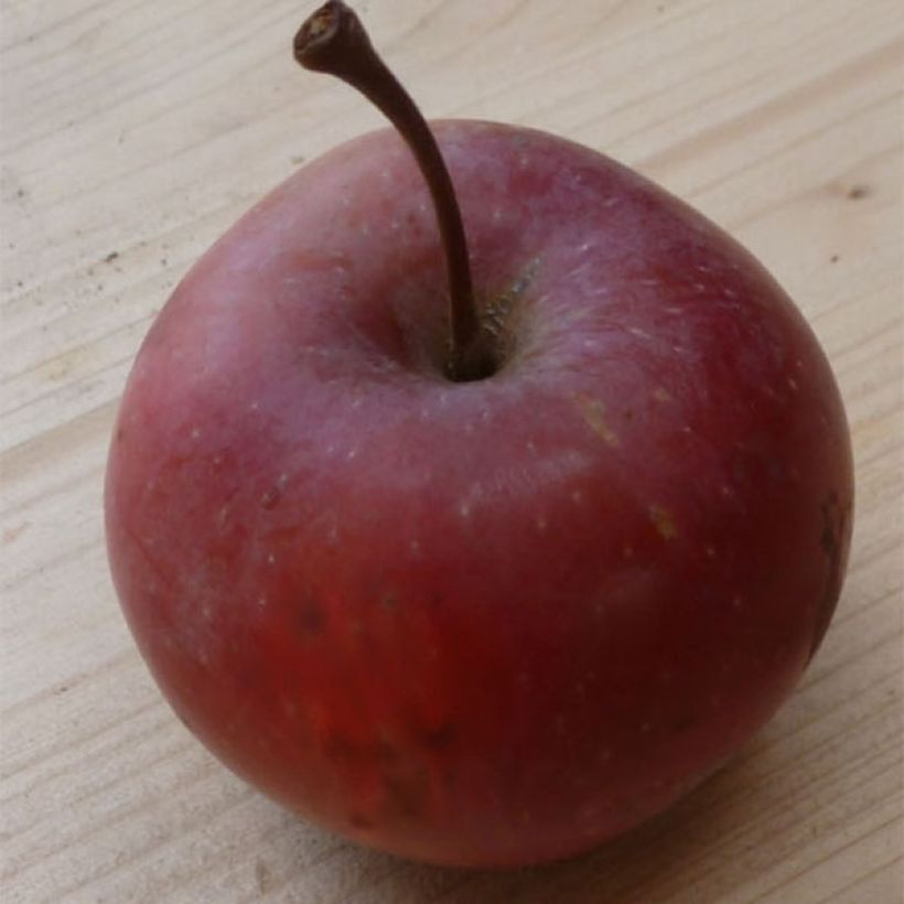 Tarhaomenapuu Pomfital (Sadonkorjuu)