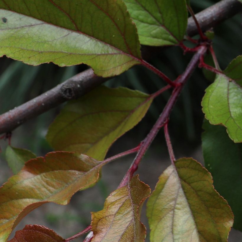 Koristeomenapuu Aldenhamensis (Lehvistö)