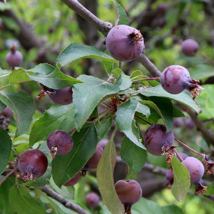 Koristeomenapuu Aldenhamensis (Sadonkorjuu)