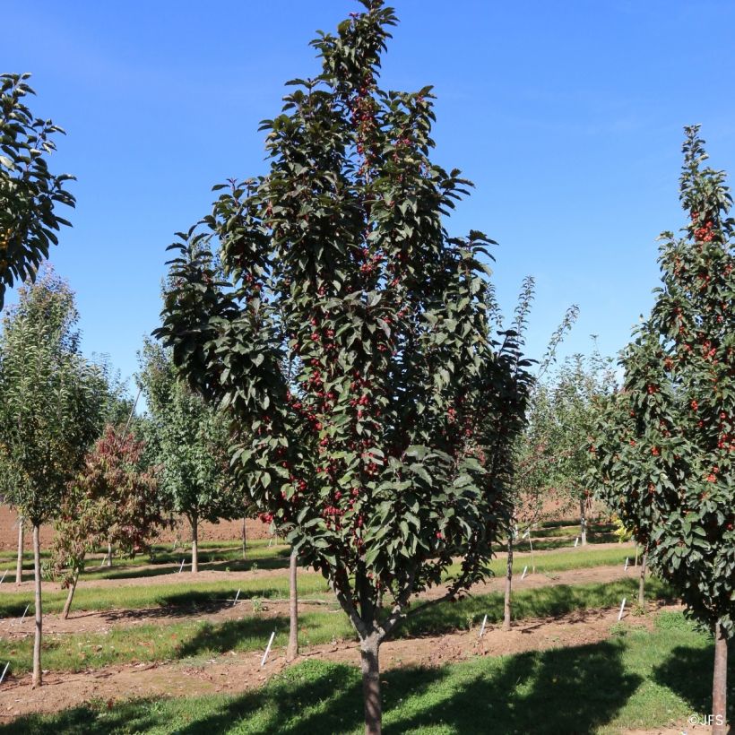 Koristeomenapuu JFS MX’ Raspberry Spear (Kasvutapa)