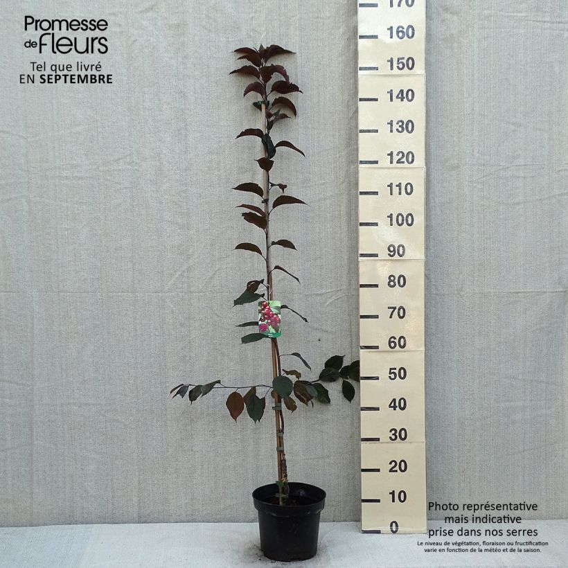 Esimerkki kesällä toimitetusta Koristeomenapuu Royalty Pot de 4L/5L-taimesta
