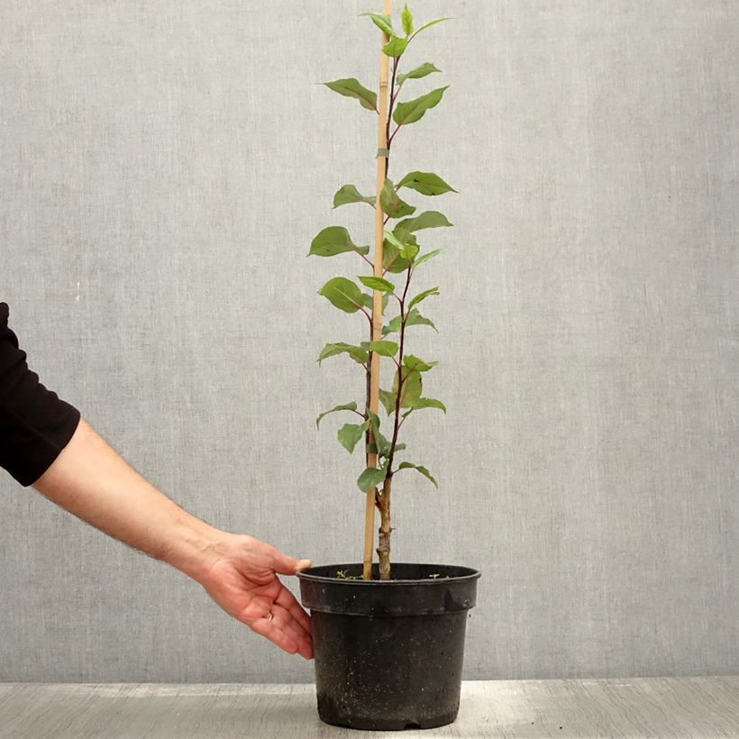 Esimerkki syksyllä toimitetusta Koristeomenapuu - Malus x micromalus 4 litran/5 litran ruukku-taimesta