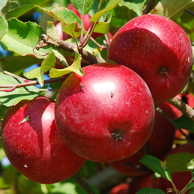 Tarhaomenapuu Fruit Me Apple Me Red Gala (Sadonkorjuu)