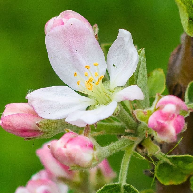Tarhaomenapuu Fruit Me Apple Me Elstar (Kukinta)