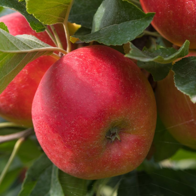 Tarhaomenapuu Fruit Me Apple Me Elstar (Sadonkorjuu)