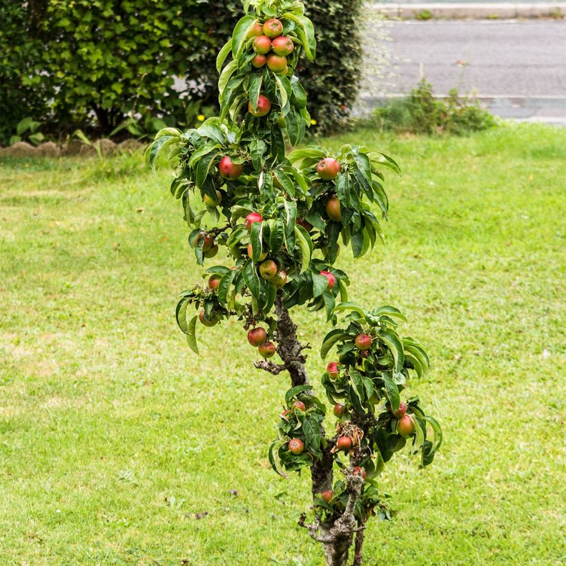 Tarhaomenapuu Fruit Me Apple Me Elstar (Kasvutapa)