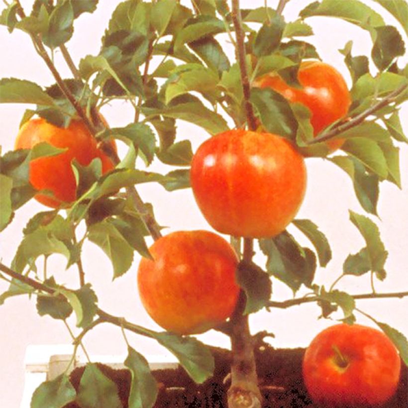 Tarhaomenapuu Garden Sun Red (Sadonkorjuu)