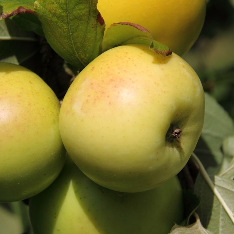 Tarhaomenapuu Fruit Me Apple Me Yellow Golden itsepölytteinen (Sadonkorjuu)
