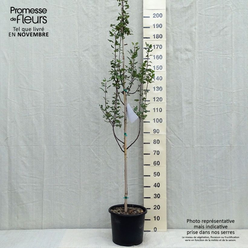 Esimerkki syksyllä toimitetusta Turkinomenapuu - Malus trilobata 12 litran/15 litran ruukku-taimesta