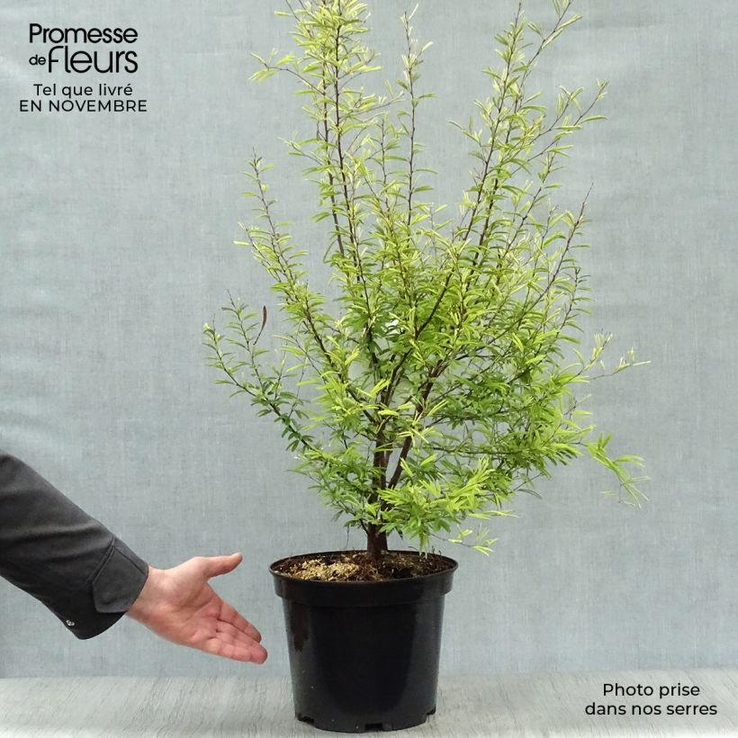 Esimerkki syksyllä toimitetusta Surinaminkalliandra - Calliandra surinamensis 7,5 litran / 10 litran ruukku-taimesta