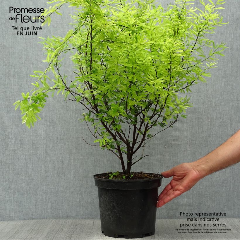 Esimerkki kesällä toimitetusta Surinaminkalliandra - Calliandra surinamensis Pot de 7,5L/10L-taimesta