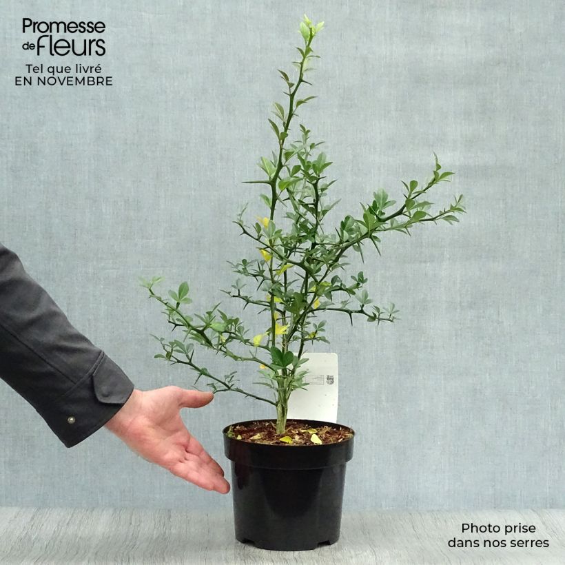 Esimerkki syksyllä toimitetusta Kiinansormisitrus - Poncirus trifoliata 3 litran/4 litran ruukku-taimesta