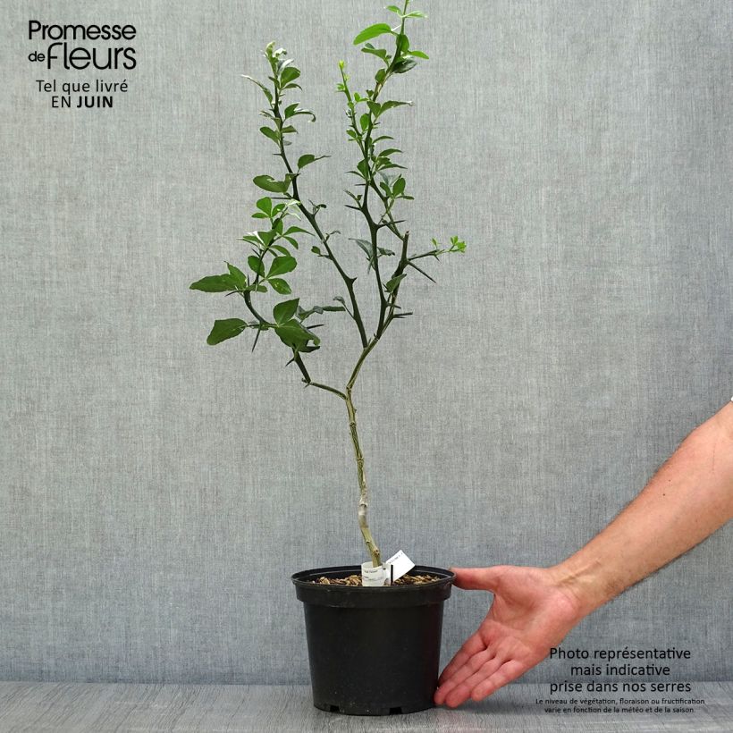 Esimerkki kesällä toimitetusta Kiinansormisitrus - Poncirus trifoliata Ruukku 3L / 4L-taimesta