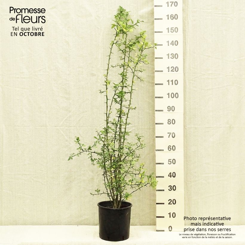 Esimerkki syksyllä toimitetusta Kiinansormisitrus - Poncirus trifoliata 7,5 litran / 10 litran ruukku-taimesta