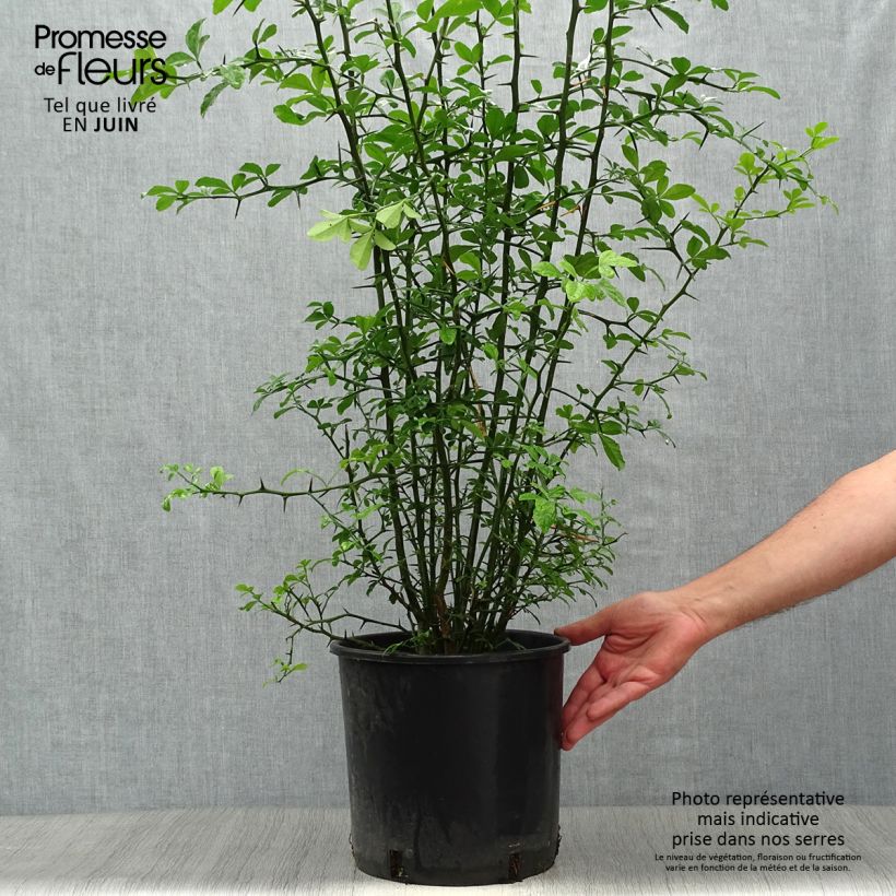 Esimerkki kesällä toimitetusta Kiinansormisitrus - Poncirus trifoliata Ruukku 7,5L / 10L-taimesta