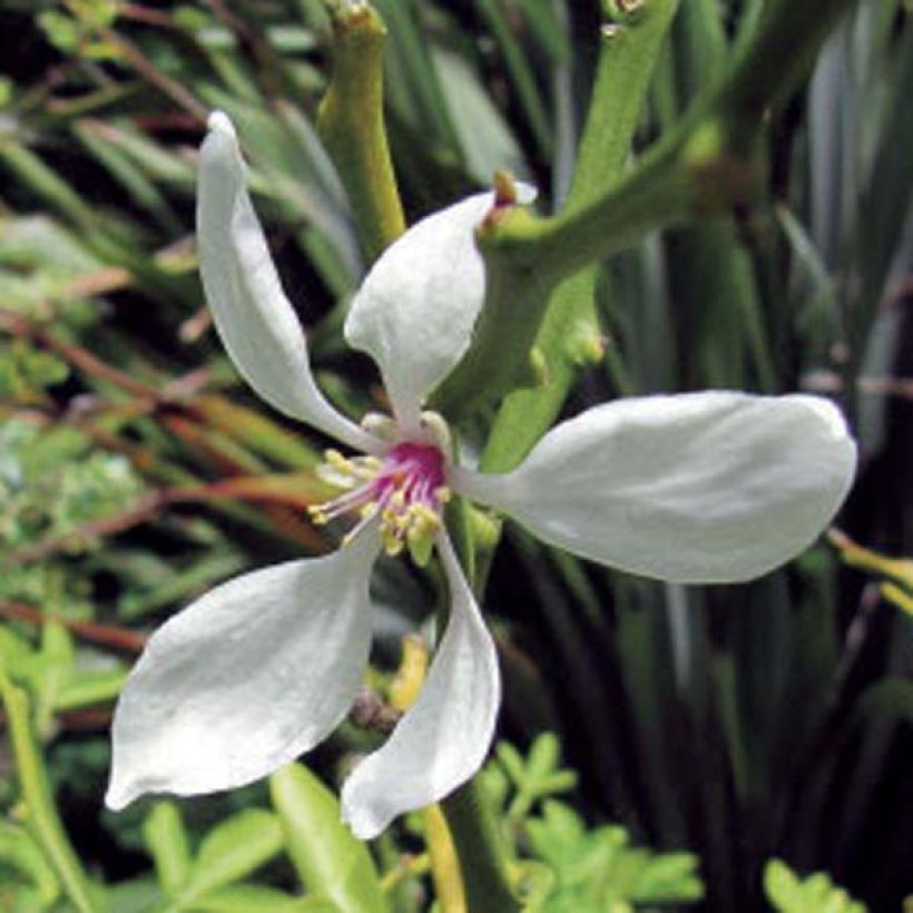 Kiinansormisitrus - Poncirus trifoliata (Kukinta)