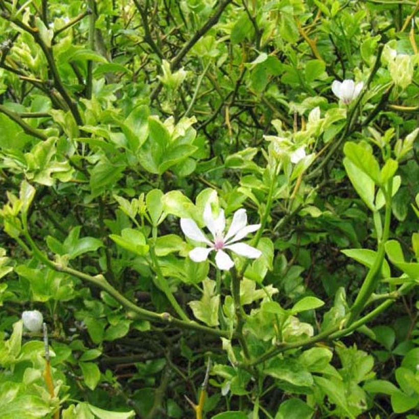 Kiinansormisitrus - Poncirus trifoliata (Kasvutapa)