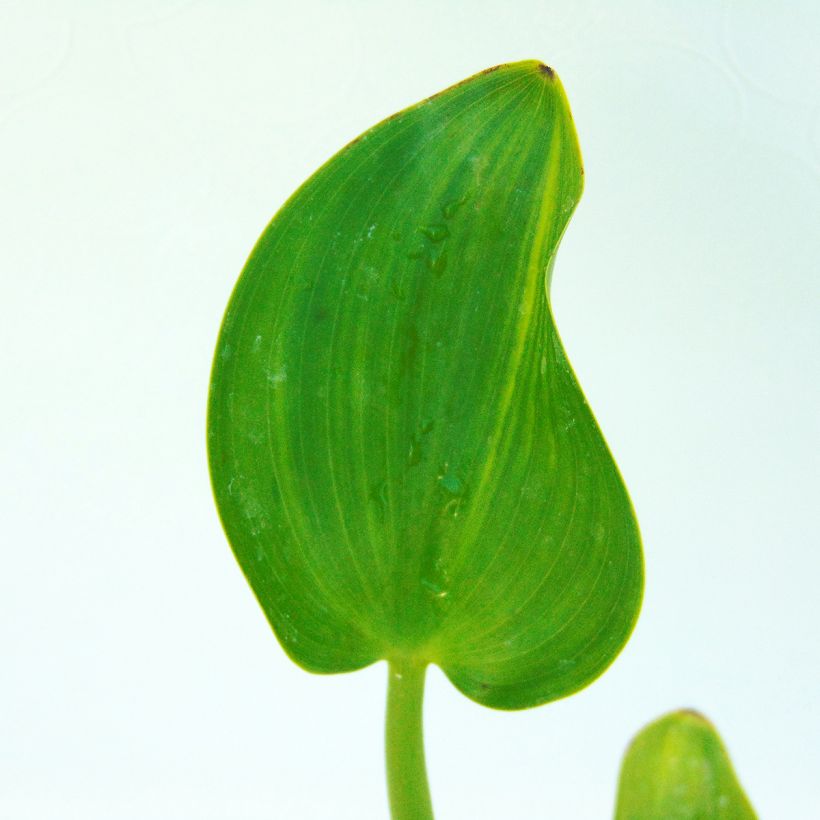 Herttasoikko - Pontederia cordata (Lehvistö)