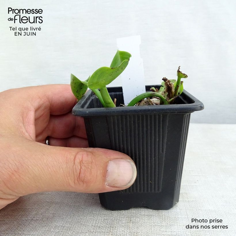 Esimerkki kesällä toimitetusta Herttasoikko - Pontederia cordata Taimiruukku 8/9 cm-taimesta