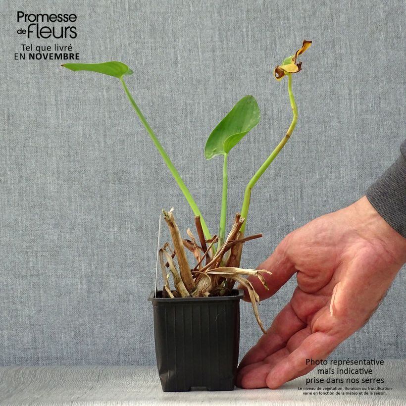 Esimerkki syksyllä toimitetusta Herttasoikko - Pontederia cordata 8/9 cm taimiruukku-taimesta