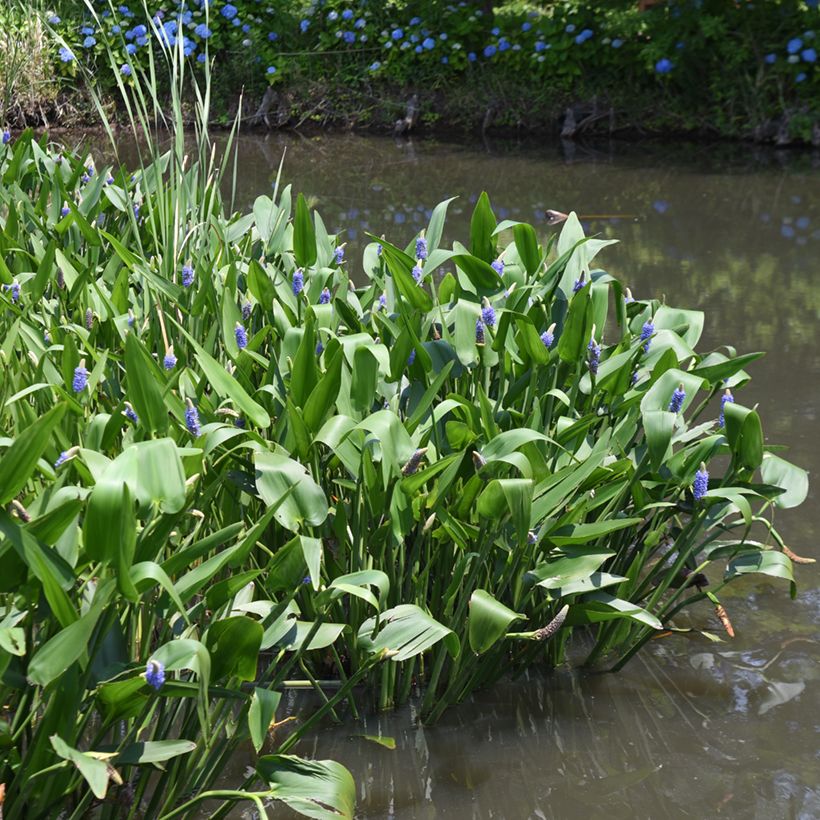Herttasoikko - Pontederia cordata (Kasvutapa)