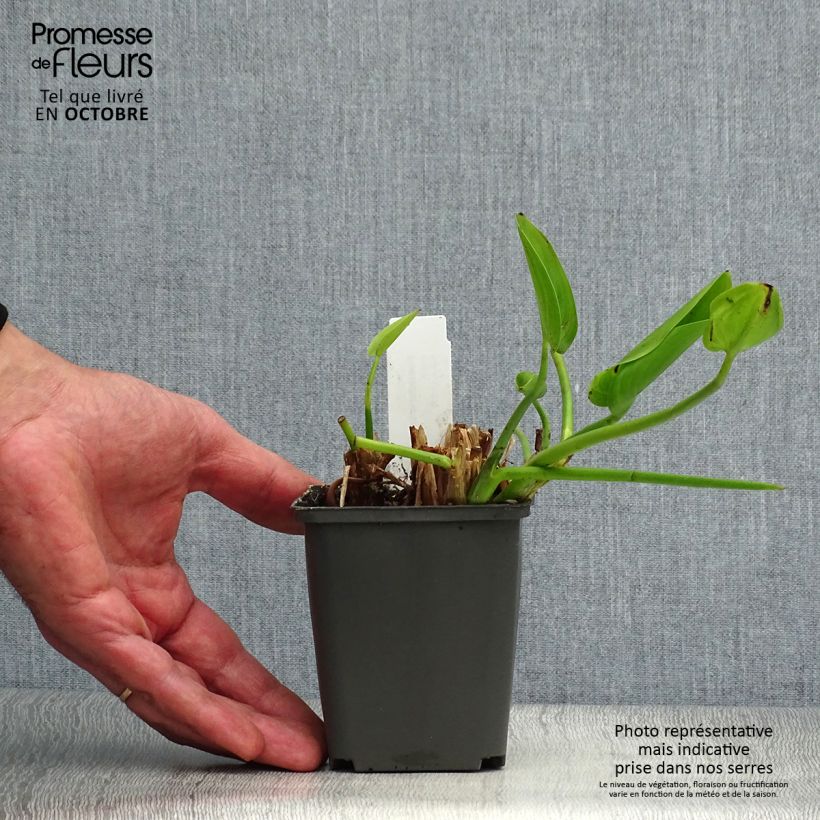 Esimerkki syksyllä toimitetusta Herttasoikko White Pike 8/9 cm taimiruukku-taimesta