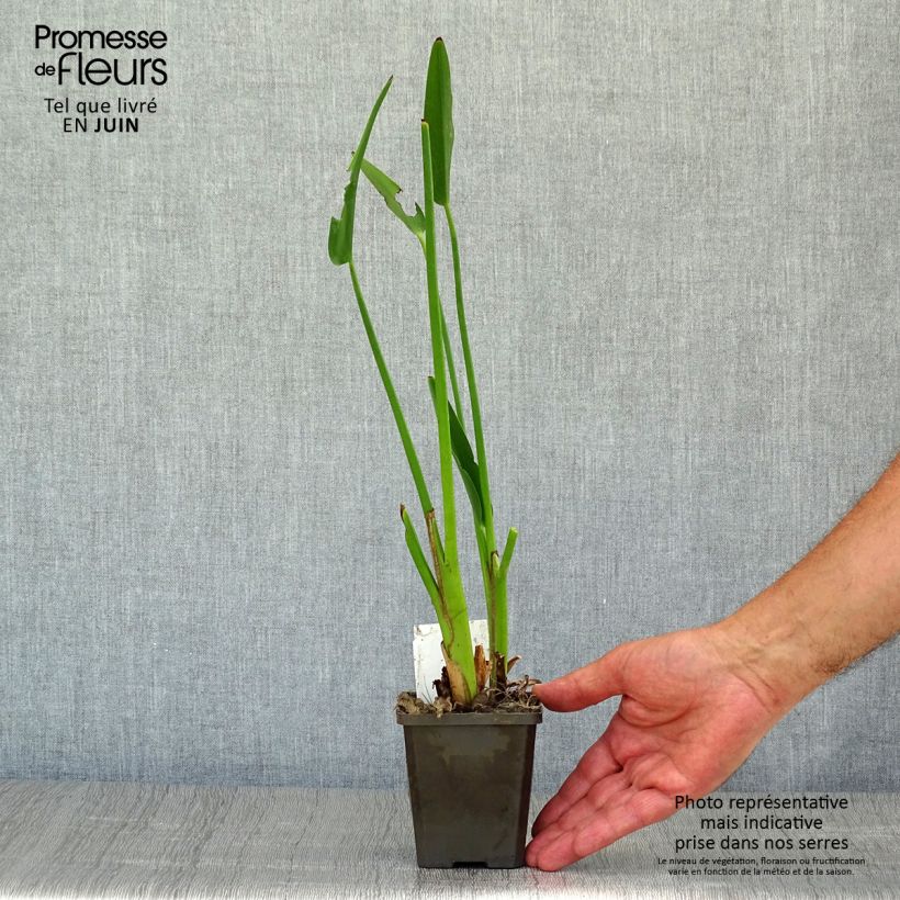 Esimerkki kesällä toimitetusta Pontederia lanceolata - Pontédérie à feuilles lancéolées Godet de 8/9 cm-taimesta