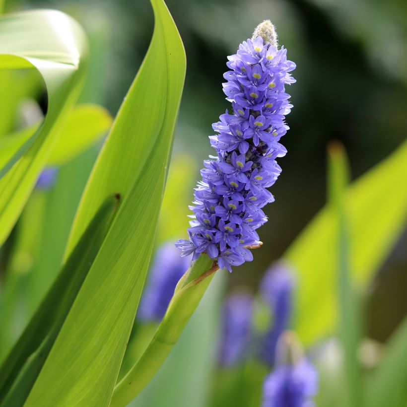 Soiko - Pontederia lanceolata (Kukinta)