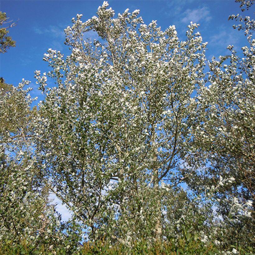 Hopeapoppeli Nivea (Kasvutapa)