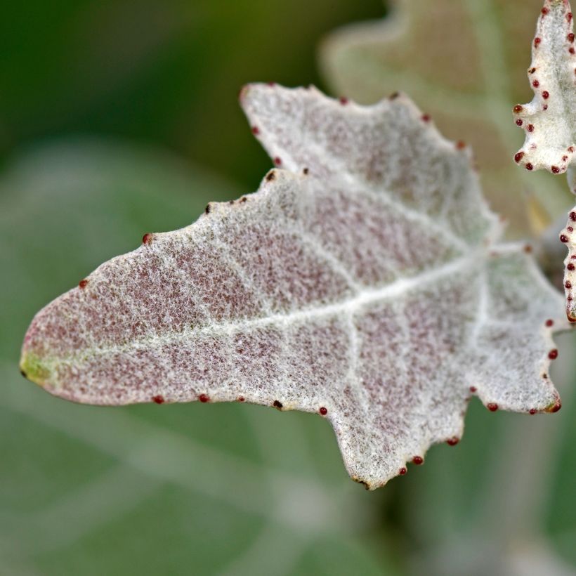 Hopeapoppeli - Populus alba (Lehvistö)