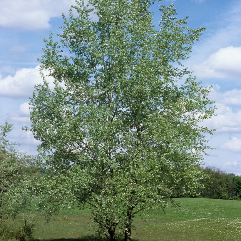 Hopeapoppeli - Populus alba (Kasvutapa)