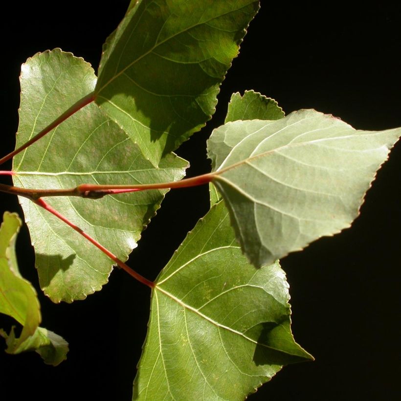 Kanadanpoppeli Robusta (Lehvistö)