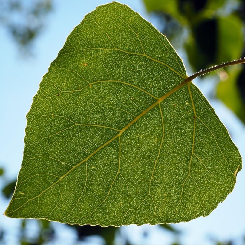 Mustapoppeli Italica (Lehvistö)