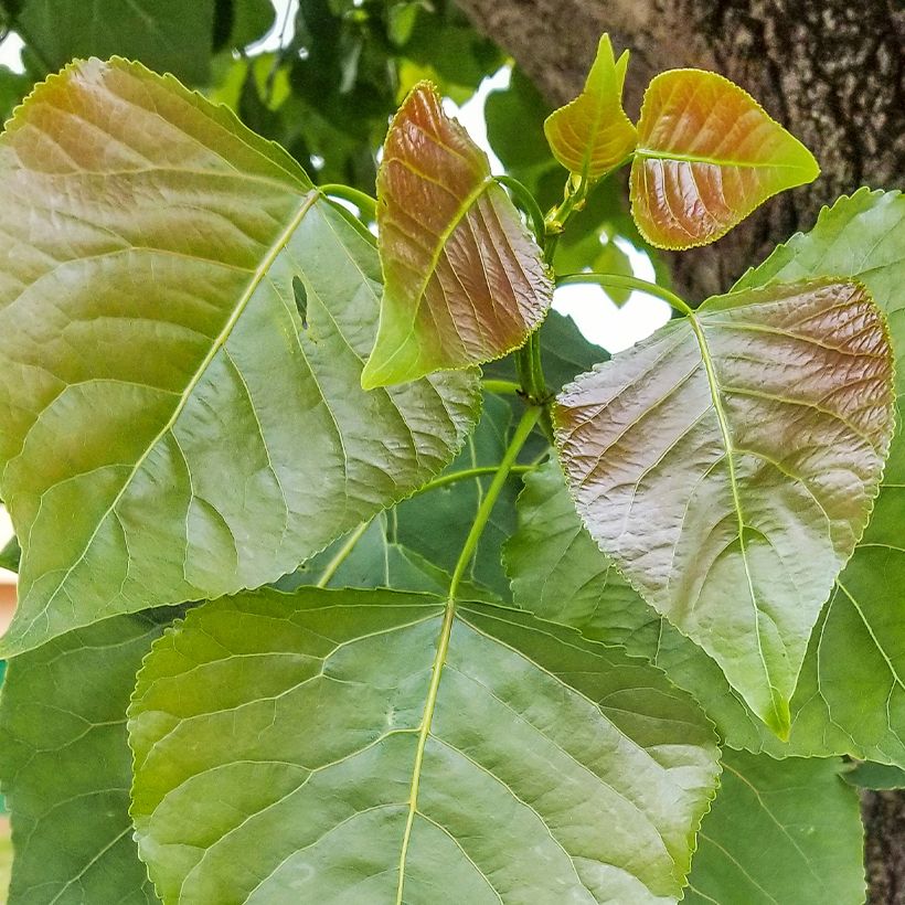 Mustapoppeli - Populus nigra (Lehvistö)
