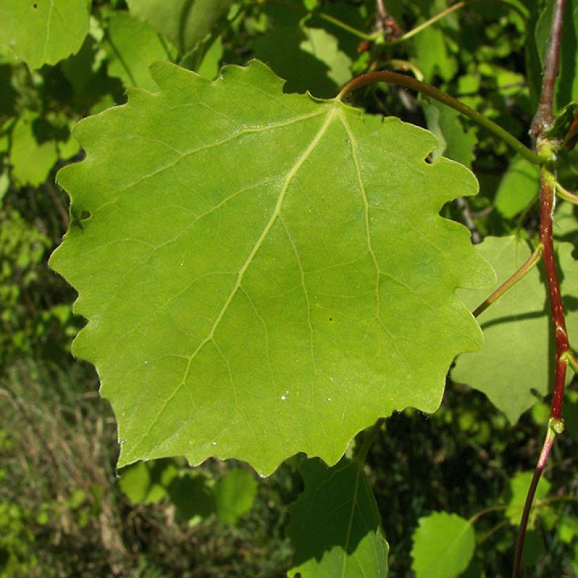Haapa - Populus tremula (Lehvistö)