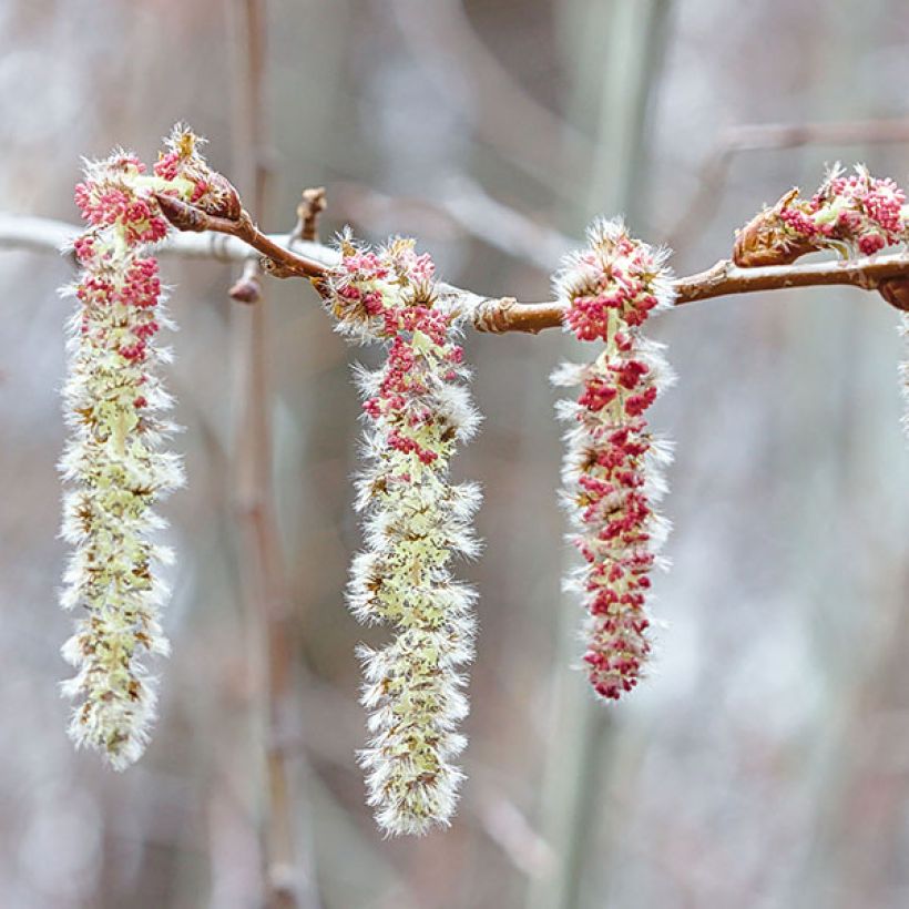 Haapa - Populus tremula (Kukinta)
