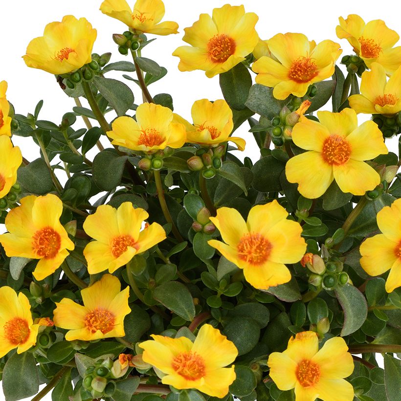 Vihannesportulakka Pazzaz Nano Yellow Twist (Kukinta)