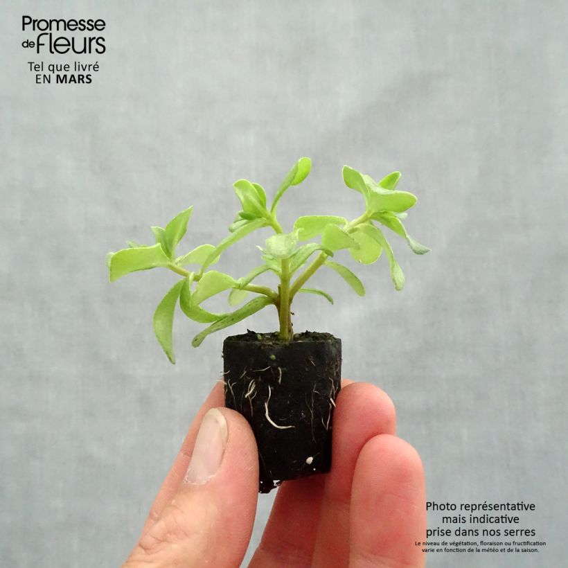 Esimerkki keväällä toimitetusta Vihannesportulakka Pazzaz Nano Hot Pink Mini-motte Ø 3/4 cm-taimesta