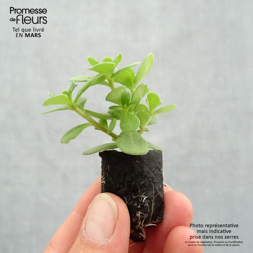 Esimerkki keväällä toimitetusta Vihannesportulakka Pazzaz Nano Orange Mini-motte Ø 3/4 cm-taimesta