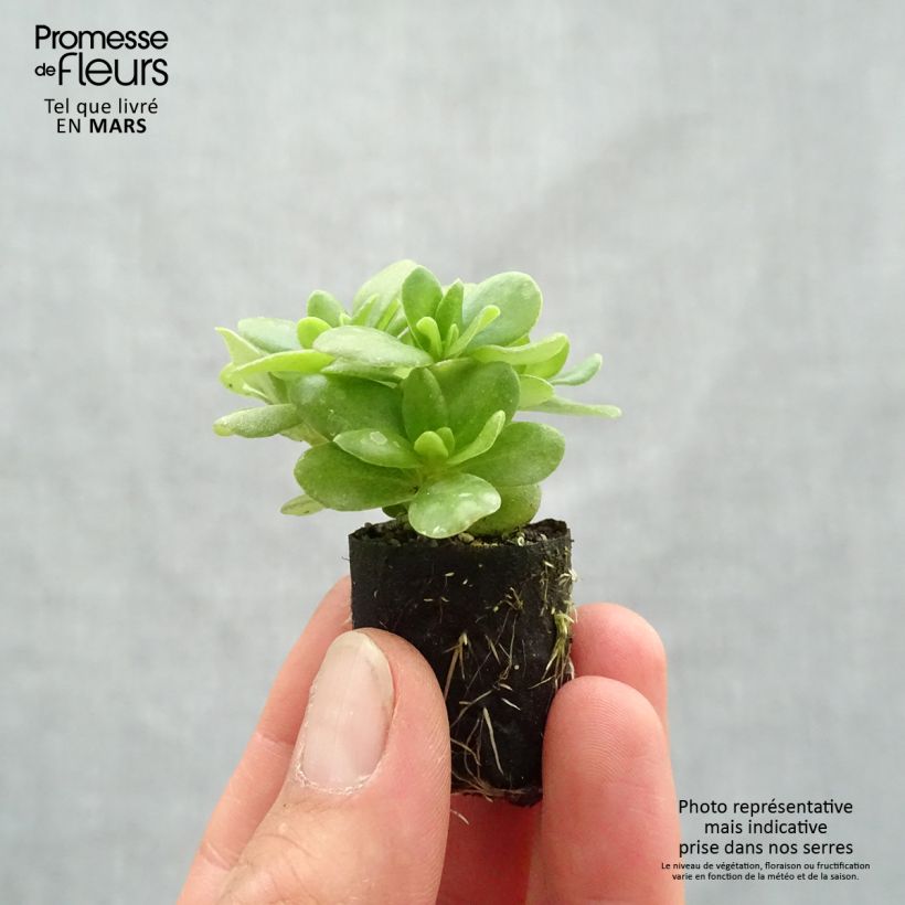 Esimerkki keväällä toimitetusta Vihannesportulakka Pazzaz Nano Yellow Minipaakku Ø 3/4 cm-taimesta