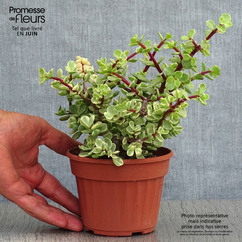 Esimerkki kesällä toimitetusta Pensasportulakka Variegata Ruukku 12 cm / 13 cm-taimesta